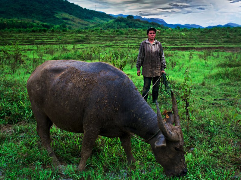 Person with water buffalo in green field