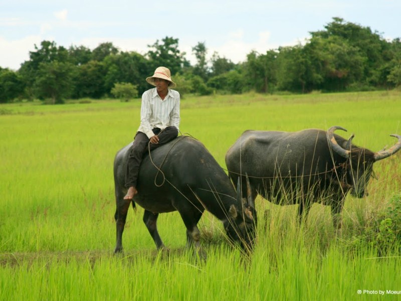 Villager on water buffalo in green field