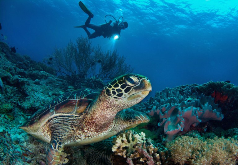 Scuba diver shining flashlight on sea turtle in Philippines