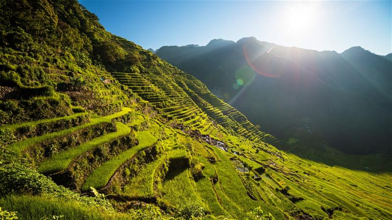 Green rice paddy terraces