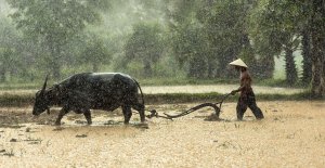 Farmer cultivating crop in the rain with buffalo in Laos